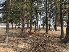 fallen tree/branch removal - Photo 3