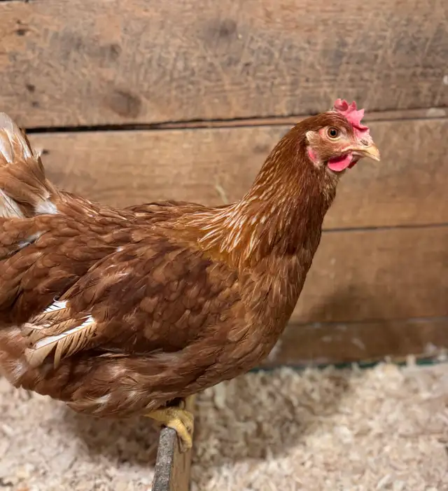 poules pondeuses à vendre