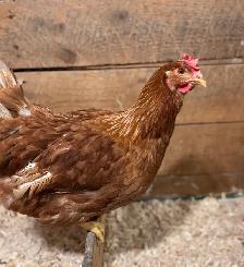 poules pondeuses à vendre