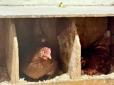 poules pondeuses à vendre - Photo 2