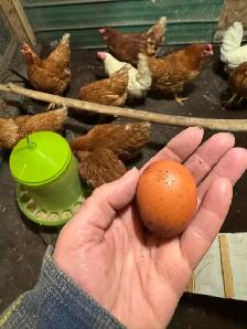 poules pondeuses à vendre - Photo 3
