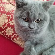 Scottish Straight  Blue Longhair kittens registered in CCA/AFC - Photo 9