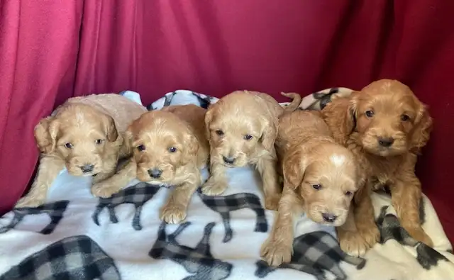 Cockapoo puppies -  Genetic testing and health guarantee