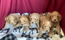 Cockapoo puppies -  Genetic testing and health guarantee