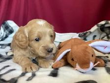 Cockapoo puppies -  Genetic testing and health guarantee - Photo 2