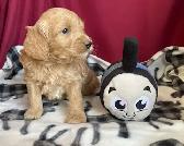 Cockapoo puppies -  Genetic testing and health guarantee - Photo 3