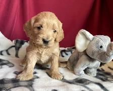 Cockapoo puppies -  Genetic testing and health guarantee - Photo 4