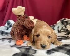 Cockapoo puppies -  Genetic testing and health guarantee - Photo 5