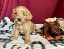 Cockapoo puppies -  Genetic testing and health guarantee - Photo 6