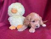 Cockapoo puppies -  Genetic testing and health guarantee - Photo 7