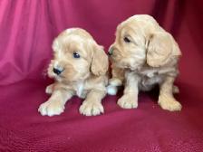 Cockapoo puppies -  Genetic testing and health guarantee - Photo 8
