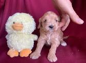 Cockapoo puppies -  Genetic testing and health guarantee - Photo 9