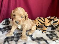 Cockapoo puppies -  Genetic testing and health guarantee - Photo 10