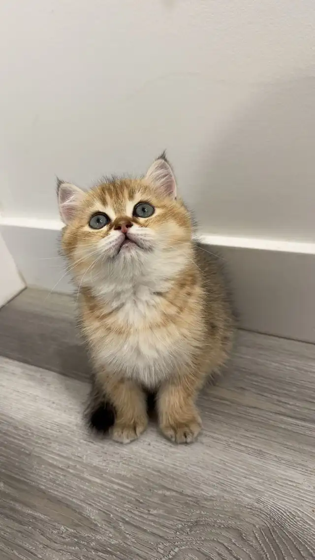✨ Gorgeous Purebred Golden British Shorthair Kitten ✨