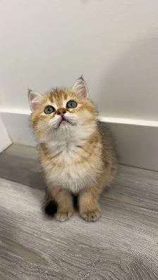 ✨ Gorgeous Purebred Golden British Shorthair Kitten ✨