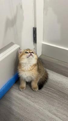✨ Gorgeous Purebred Golden British Shorthair Kitten ✨ - Photo 3