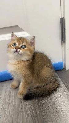 ✨ Gorgeous Purebred Golden British Shorthair Kitten ✨ - Photo 4