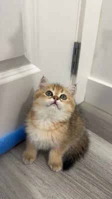 ✨ Gorgeous Purebred Golden British Shorthair Kitten ✨ - Photo 5