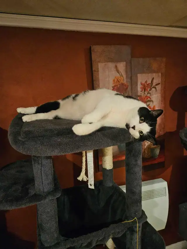 Pension pour chats et oiseaux en milieu familiale