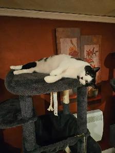 Pension pour chats et oiseaux en milieu familiale