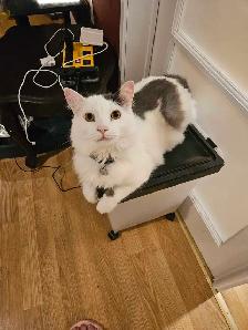 Pension pour chats et oiseaux en milieu familiale - Photo 2