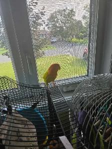 Pension pour chats et oiseaux en milieu familiale - Photo 4