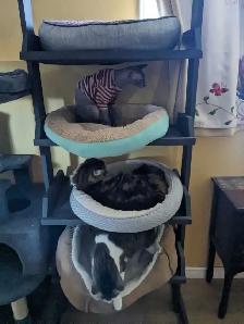 Pension pour chats et oiseaux en milieu familiale - Photo 5