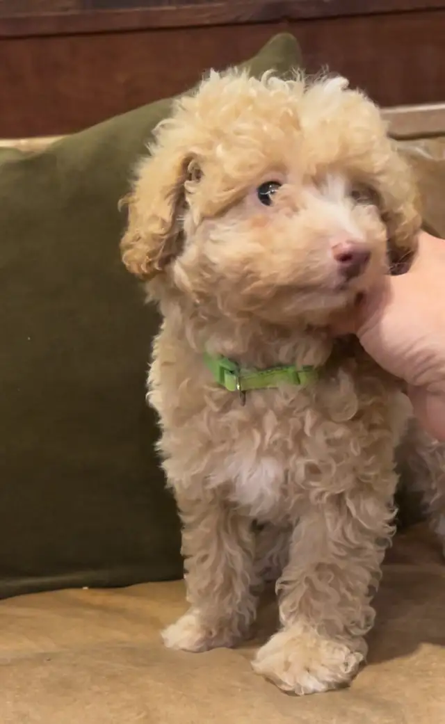 miniature poodle puppies small mini