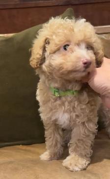 miniature poodle puppies small mini