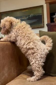 miniature poodle puppies small mini - Photo 2