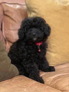 miniature poodle puppies small mini - Photo 3