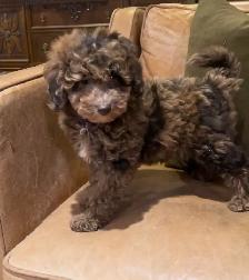 miniature poodle puppies small mini - Photo 4