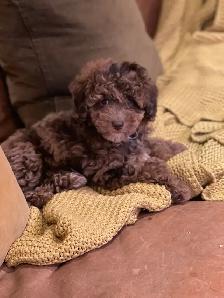 miniature poodle puppies small mini - Photo 5