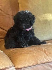 miniature poodle puppies small mini - Photo 6