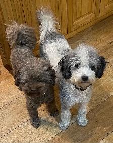 miniature poodle puppies small mini - Photo 7