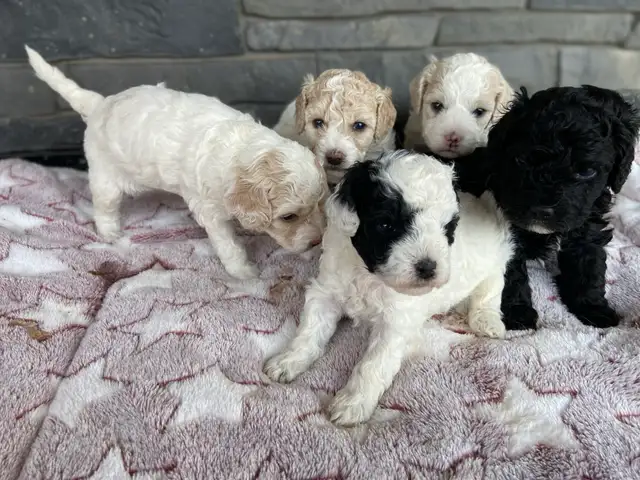 Adorable Cavapoo-chons !♥️