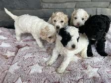Adorable Cavapoo-chons !♥️