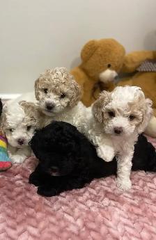 adorable Cavapoochon’s! ♥️