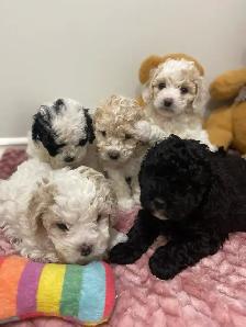adorable Cavapoochon’s! ♥️ - Photo 3
