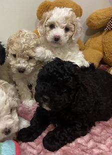 adorable Cavapoochon’s! ♥️ - Photo 4