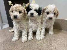 adorable Cavapoochon’s! ♥️ - Photo 6