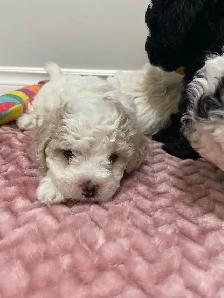 adorable Cavapoochon’s! ♥️ - Photo 7