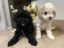 adorable Cavapoochon’s! ♥️ - Photo 8