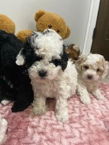 adorable Cavapoochon’s! ♥️ - Photo 9