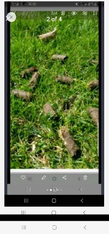 Lawn Core Aerating - Photo 3