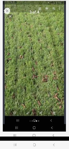 Lawn Core Aerating - Photo 5