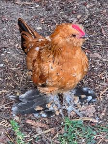 Mille-Fleurs d'Uccle rooster