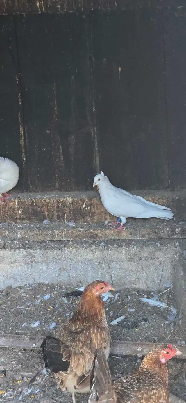 pigeons for sale