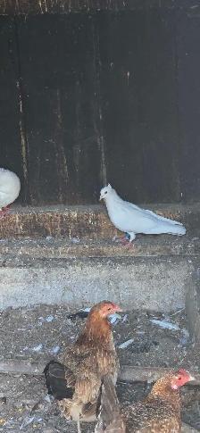 pigeons for sale