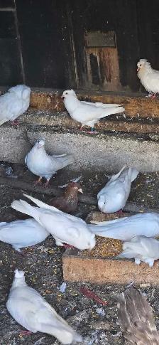 pigeons for sale - Photo 2